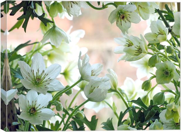 Clematis Canvas Print by Victor Burnside