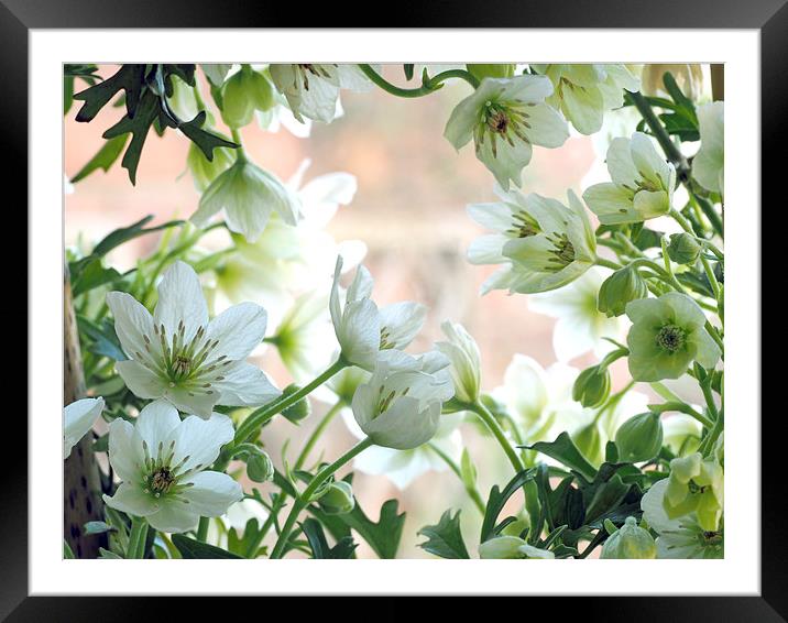 Clematis Framed Mounted Print by Victor Burnside