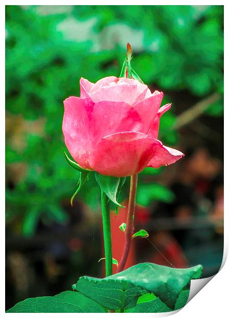  Rose Print by Ram Maharjan