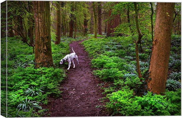  Dalmatian In the Spring Woods  Canvas Print by Jenny Rainbow