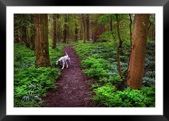  Dalmatian In the Spring Woods  Framed Mounted Print by Jenny Rainbow