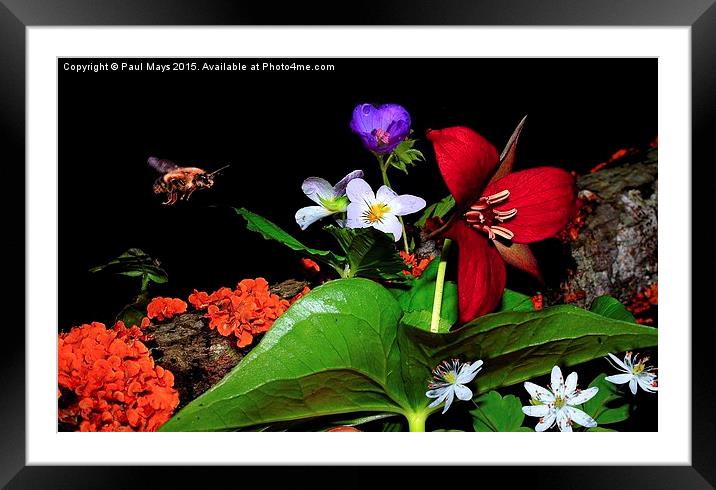 Wild Flowers  Framed Mounted Print by Paul Mays