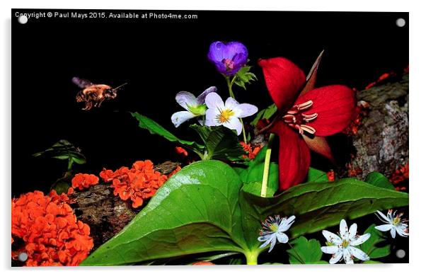  Wild Flowers  Acrylic by Paul Mays