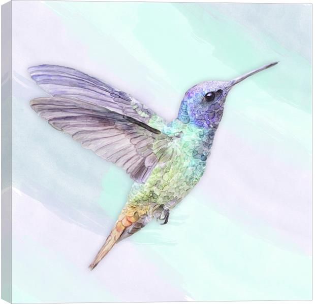 Hummingbird In Watercolors, On A Watercolor Blend  Canvas Print by Tanya Hall