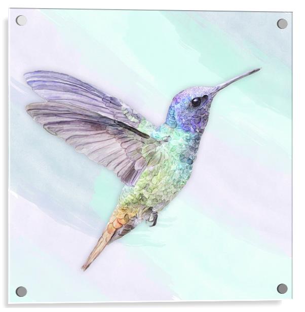 Hummingbird In Watercolors, On A Watercolor Blend  Acrylic by Tanya Hall