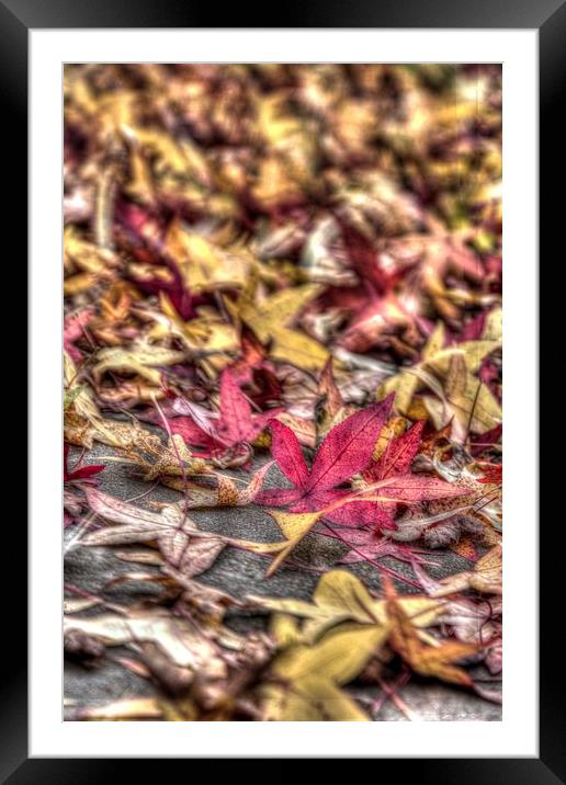  Red and yellow leafs Framed Mounted Print by Paul Williams