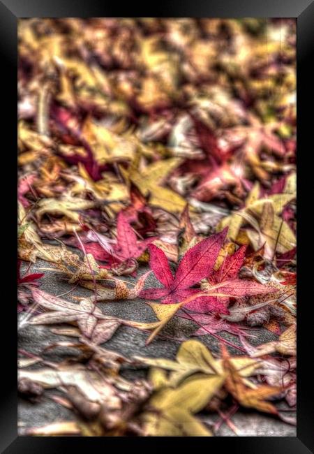  Red and yellow leafs Framed Print by Paul Williams