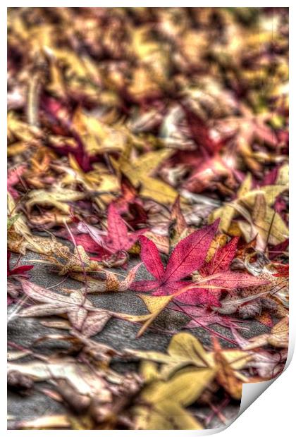  Red and yellow leafs Print by Paul Williams