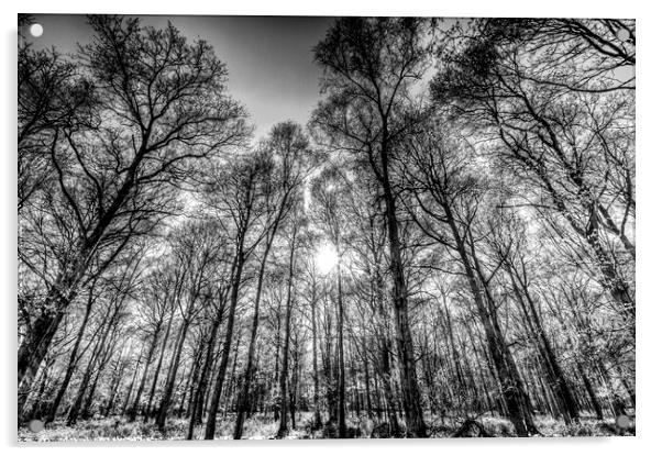 The Monochrome Forest Acrylic by David Pyatt