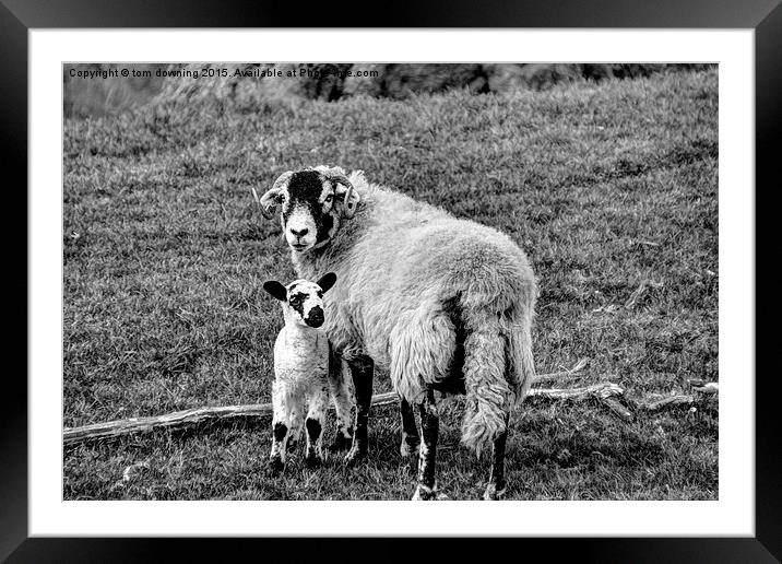  Swaledale ewe with lamb Framed Mounted Print by tom downing