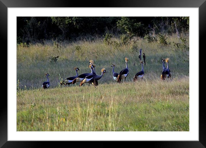  Grey Crowned Cranes  Framed Mounted Print by Tony Murtagh
