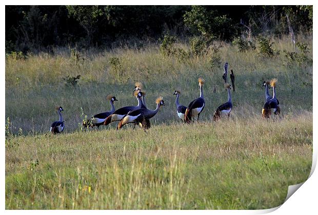  Grey Crowned Cranes  Print by Tony Murtagh