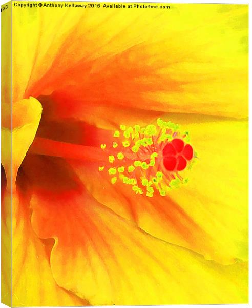  YELLOW HIBISCUS Canvas Print by Anthony Kellaway