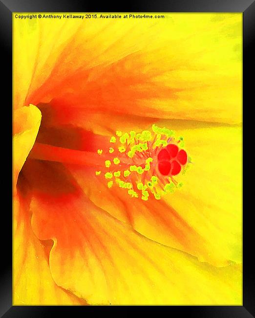 YELLOW HIBISCUS Framed Print by Anthony Kellaway