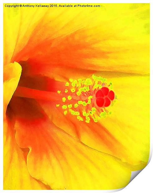  YELLOW HIBISCUS Print by Anthony Kellaway