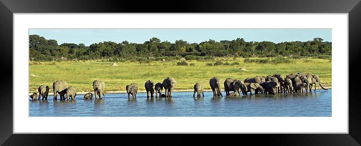 Elephant Herd  Framed Mounted Print by Tony Murtagh