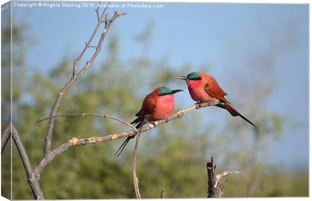  Sourthern carmine Bee Eaters Canvas Print by Angela Starling