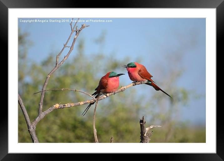 Sourthern carmine Bee Eaters Framed Mounted Print by Angela Starling