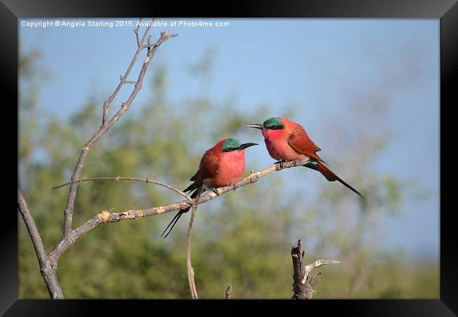  Sourthern carmine Bee Eaters Framed Print by Angela Starling