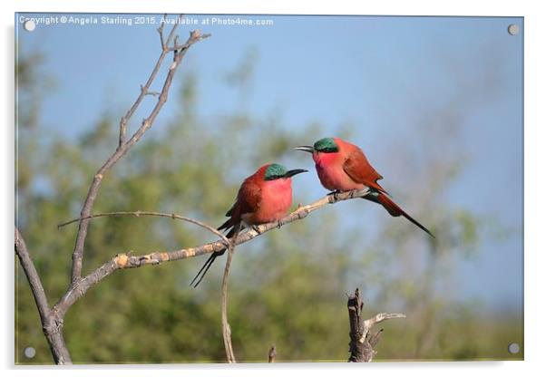  Sourthern carmine Bee Eaters Acrylic by Angela Starling
