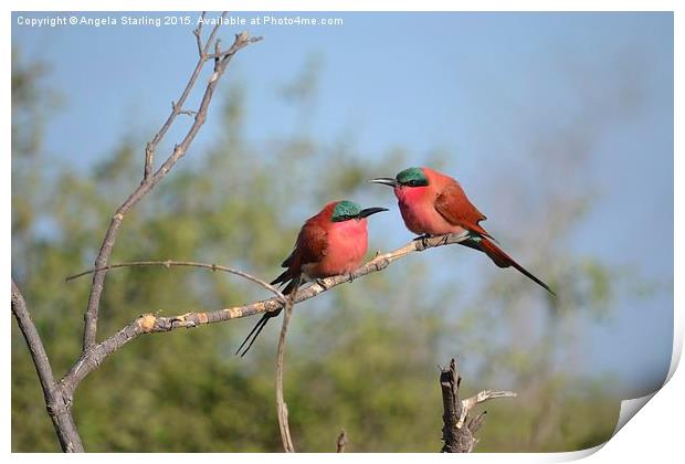  Sourthern carmine Bee Eaters Print by Angela Starling