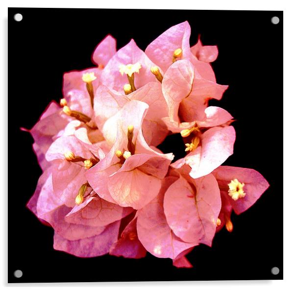 Rare Pink Bougainvillea  Acrylic by james balzano, jr.