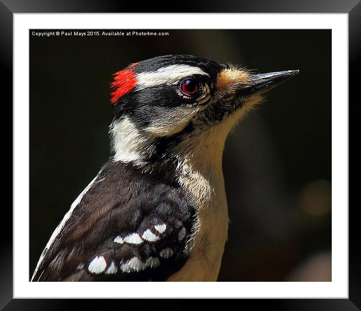 Male Downey Woodpecker Framed Mounted Print by Paul Mays