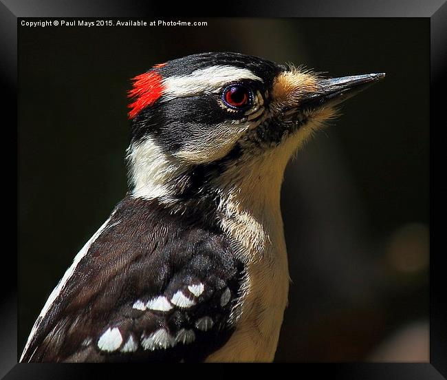 Male Downey Woodpecker Framed Print by Paul Mays