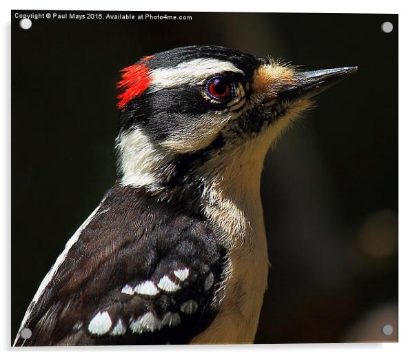 Male Downey Woodpecker Acrylic by Paul Mays