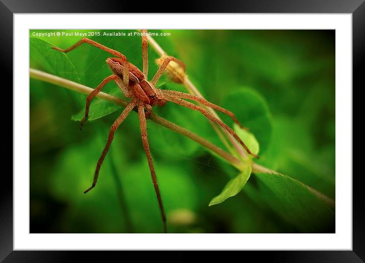  Spider in the Woods Framed Mounted Print by Paul Mays
