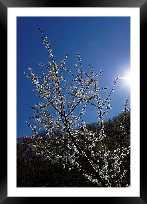 Blossom cherry backlit Framed Mounted Print by Adrian Bud