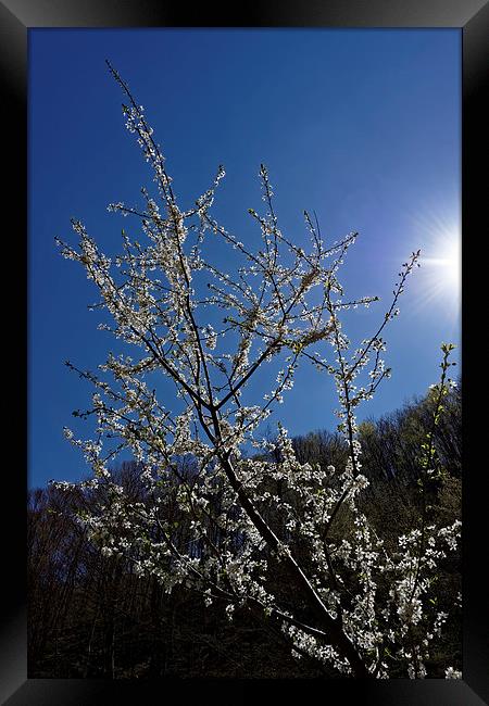 Blossom cherry backlit Framed Print by Adrian Bud