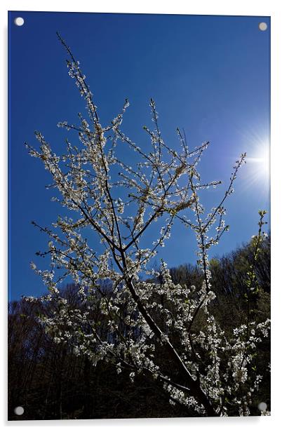 Blossom cherry backlit Acrylic by Adrian Bud