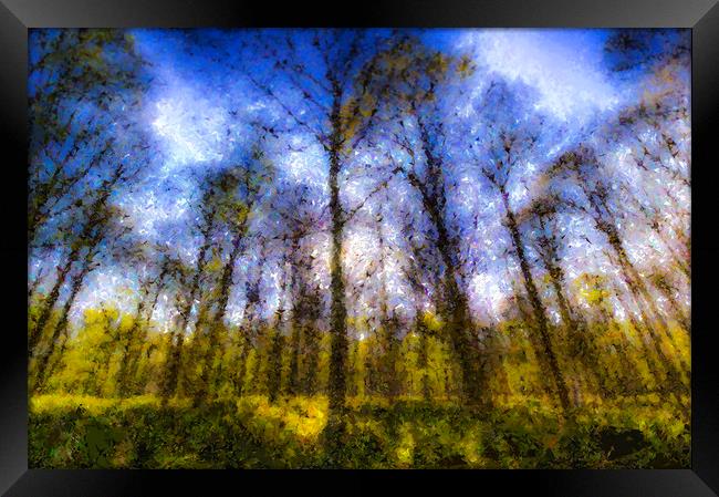 The Pastel Forest Framed Print by David Pyatt