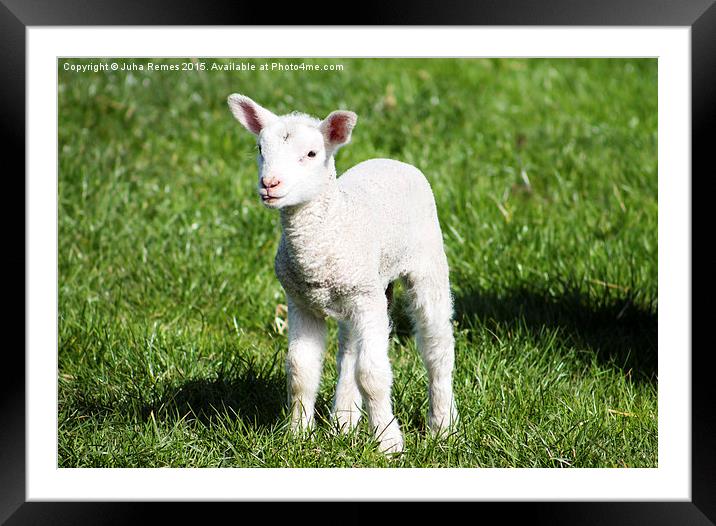 Young Lamb Framed Mounted Print by Juha Remes