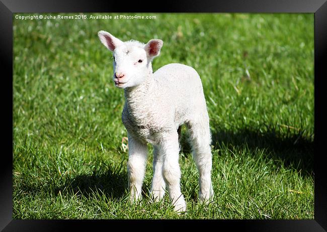 Young Lamb Framed Print by Juha Remes