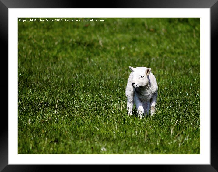  Young Lamb Framed Mounted Print by Juha Remes