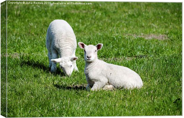Two Lambs Canvas Print by Juha Remes