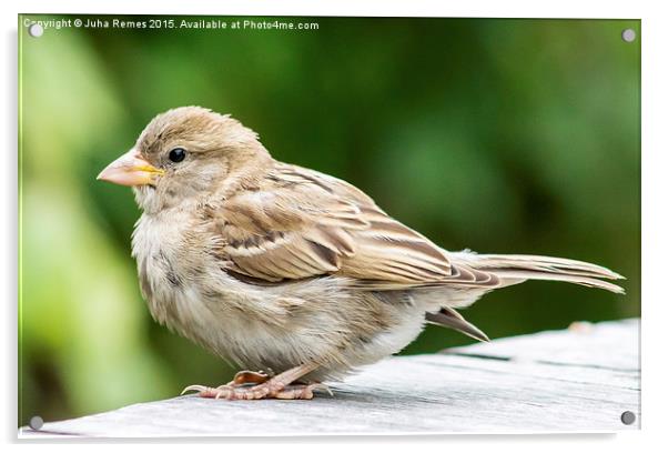 House Sparrow Acrylic by Juha Remes