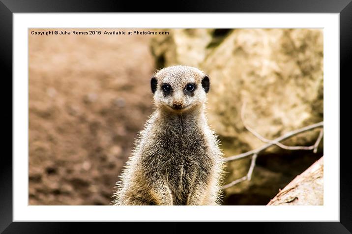 Adult Meerkat Framed Mounted Print by Juha Remes