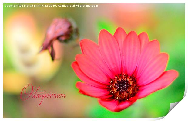  osteospermum Print by Fine art by Rina