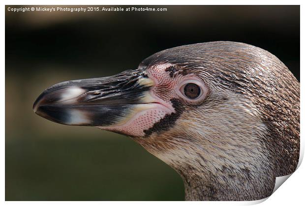 Humboldt Penguin Head Shot Print by rawshutterbug 