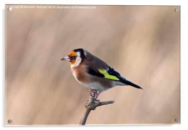 Goldfinch  Acrylic by Bahadir Yeniceri