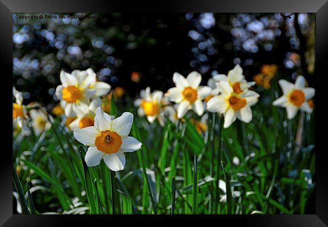  A lone Narcissus heralds the arrival of Spring. Framed Print by Frank Irwin