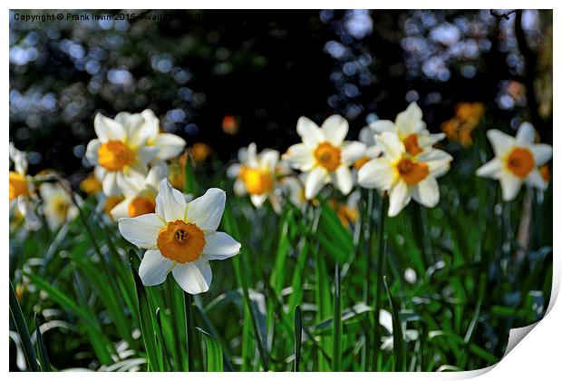  A lone Narcissus heralds the arrival of Spring. Print by Frank Irwin