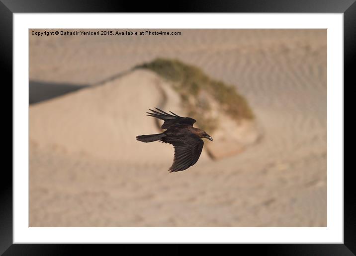  Gliding Crow Framed Mounted Print by Bahadir Yeniceri