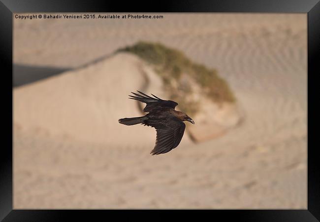  Gliding Crow Framed Print by Bahadir Yeniceri