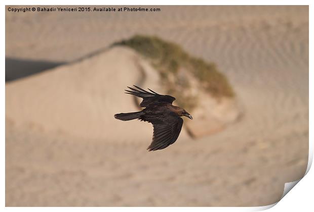  Gliding Crow Print by Bahadir Yeniceri
