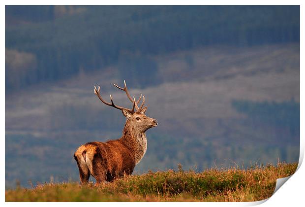 Red Deer Stag Print by Macrae Images
