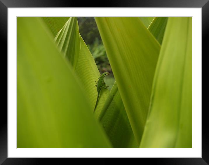 Kauai, Larry the Lizard trying to hide... Framed Mounted Print by Patti Barrett